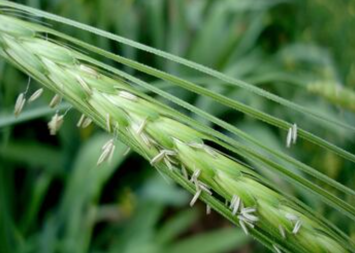 Hordeum spontaneum