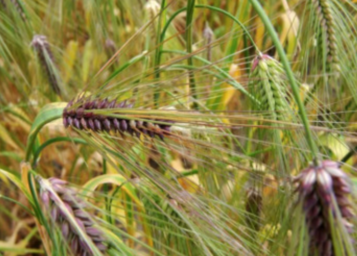 Hordeum vulgare var. nudum