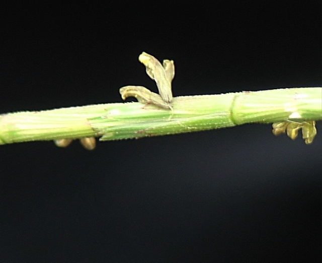 Aegilops longissima