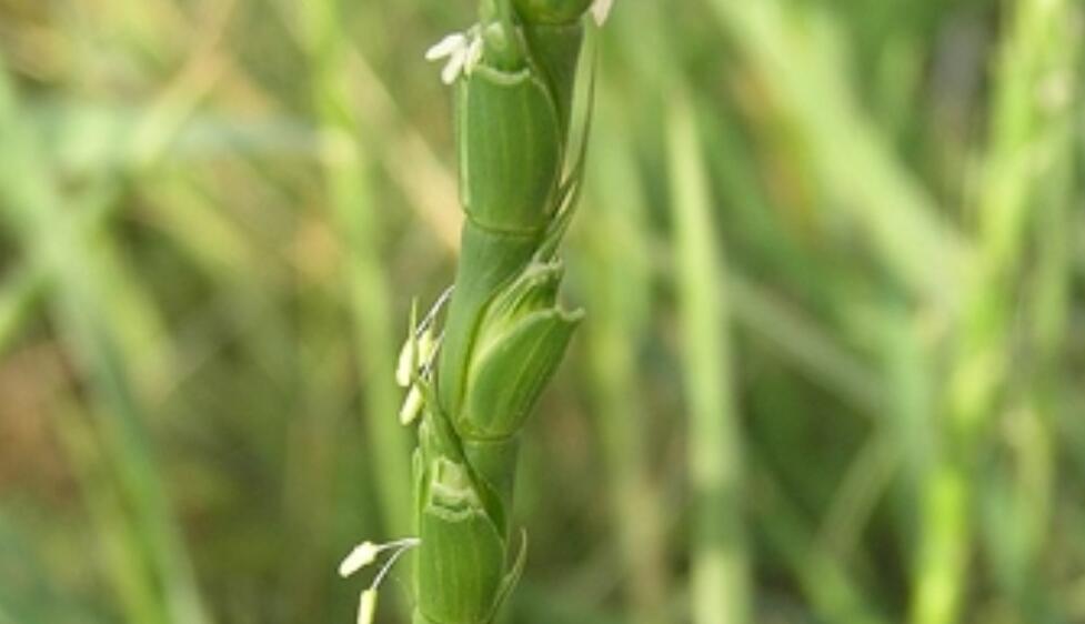 Aegilops tauschii