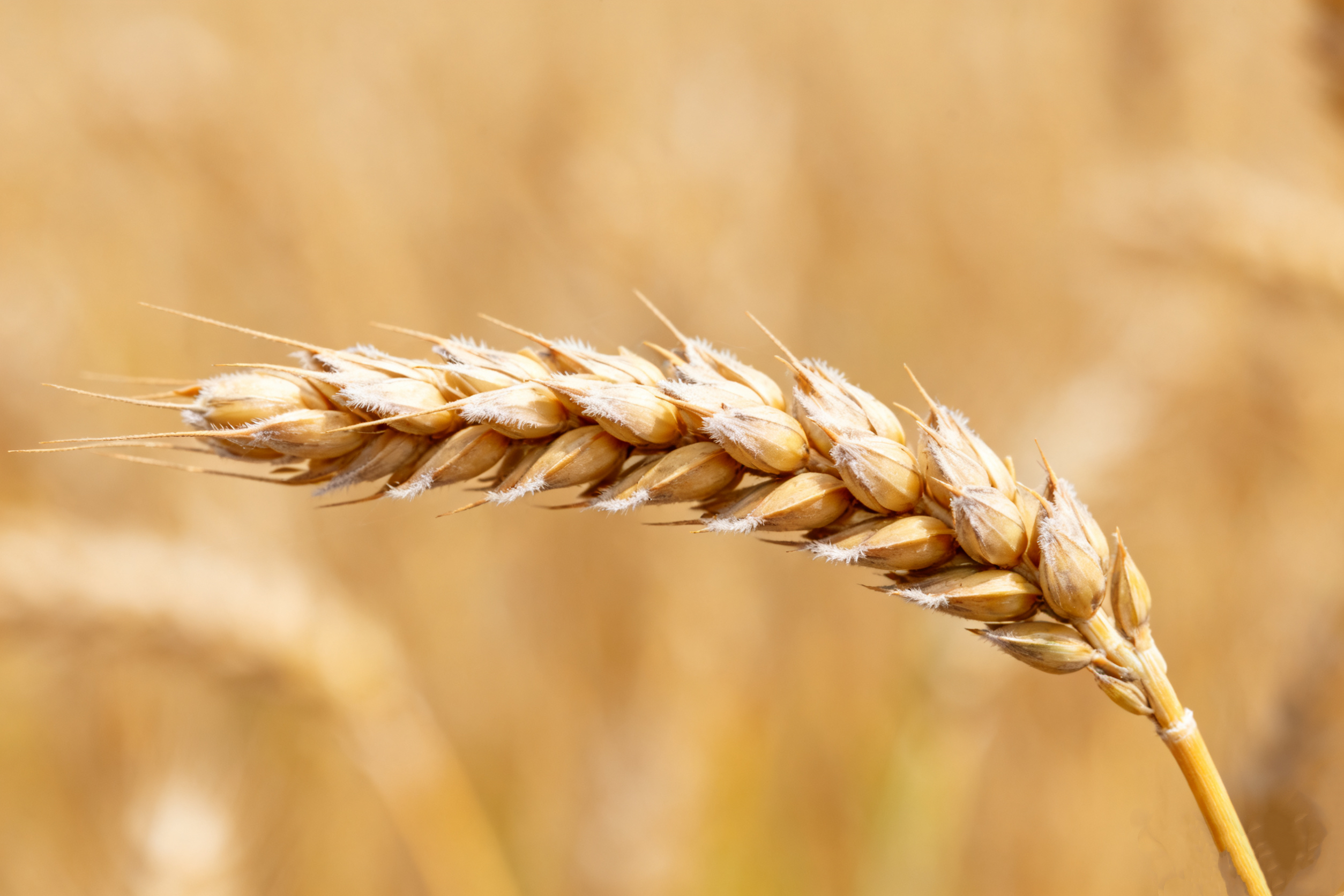 Triticum aestivum subsp.yunnanense