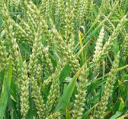 Triticum dicoccoides