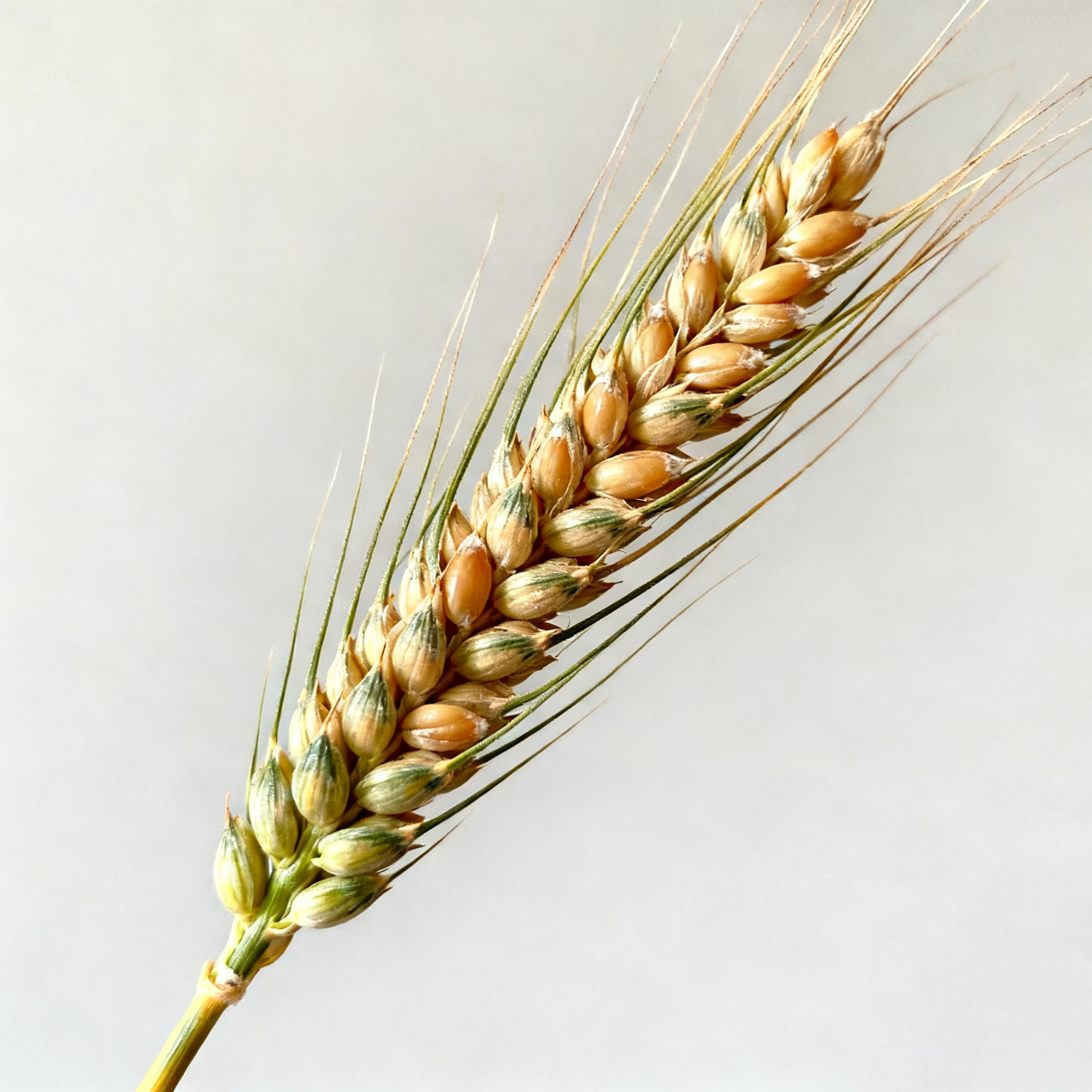 Triticum durum
